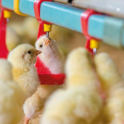 330 মিমি ব্যাস চিকেন ফিডার এবং ড্রিংকার্স হট গ্যাভানাইজড হপার